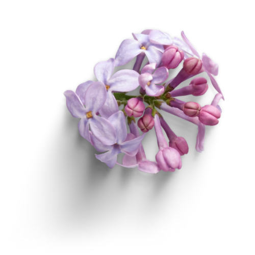 lilac flowers on white background