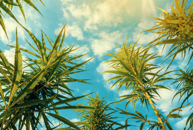 whole plant cannabis entourage effect