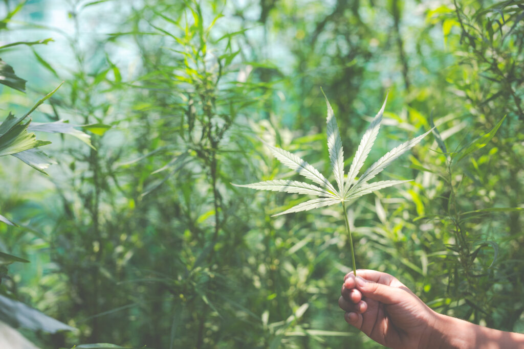 Maryland Recreational Marijuana: Everything You Need to Know